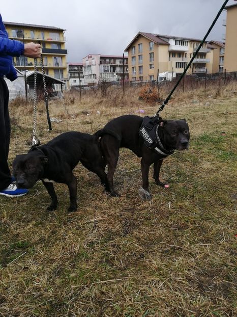 7.03.2020 - 6-Paznicii curti