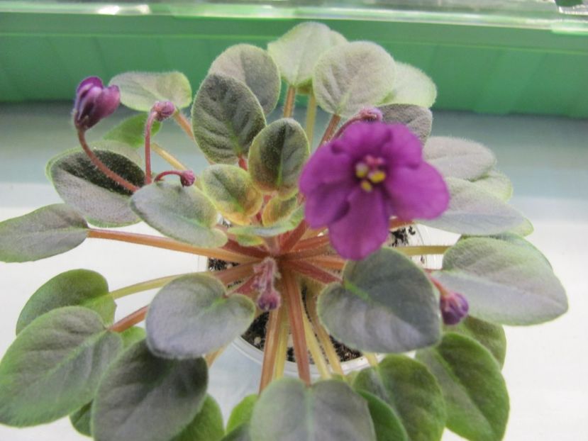  - ZZSensational Sandra