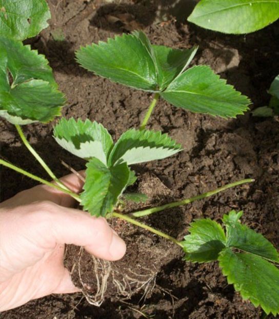  - VIND STOLONI CAPSUNI