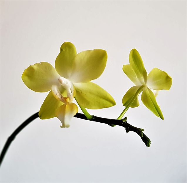 I-HSIN BEAMING SUN '2296' - Phalaenopsis 1