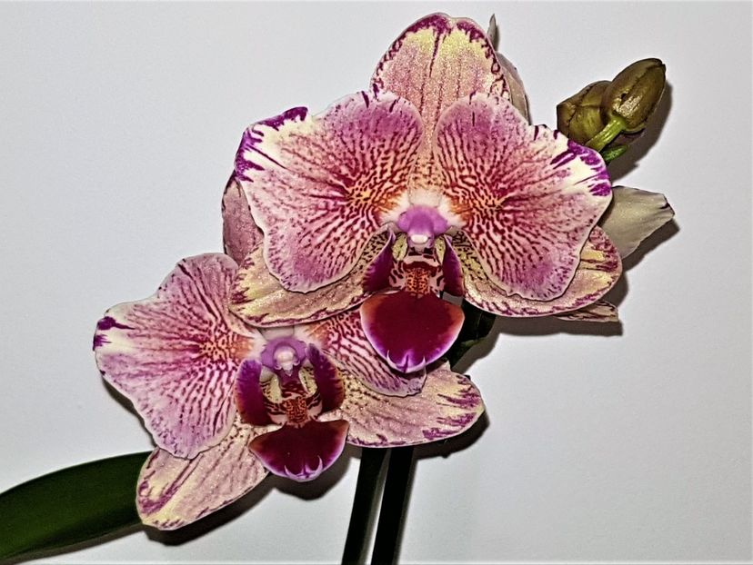 'Pirate Picotee' pelorică - Phalaenopsis 1
