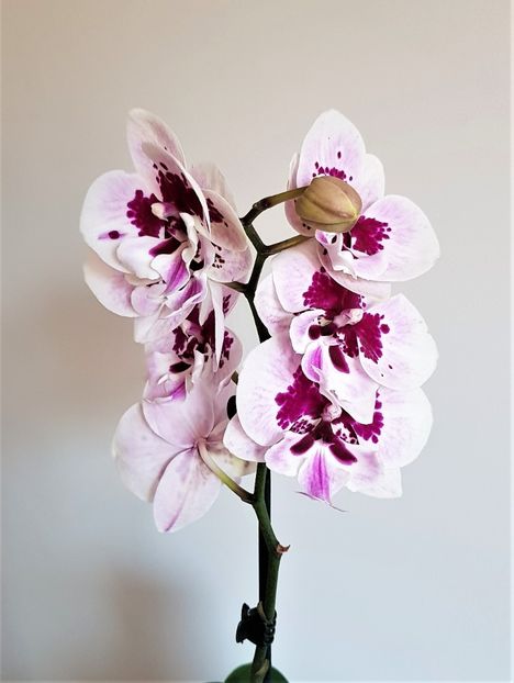  - Phalaenopsis 1