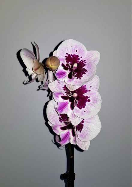 Rembrandt Big Lip - Phalaenopsis 1
