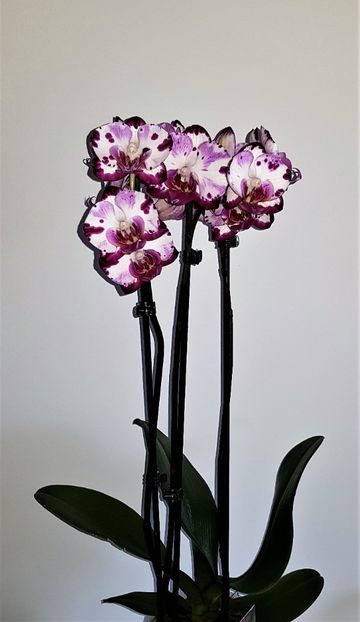  - Phalaenopsis 1