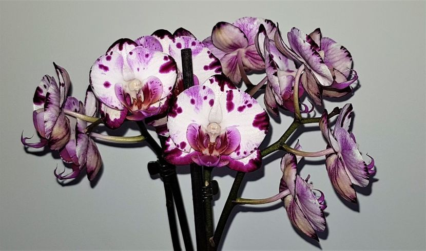  - Phalaenopsis 1