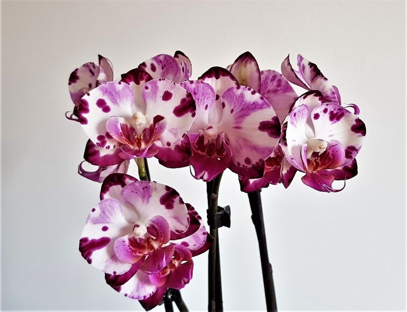 - Phalaenopsis 1