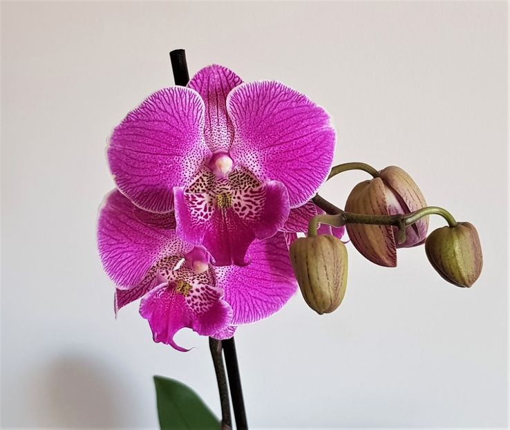  - Phalaenopsis 1
