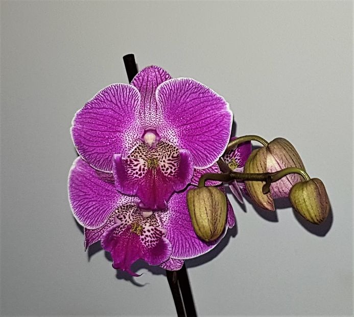  - Phalaenopsis 1
