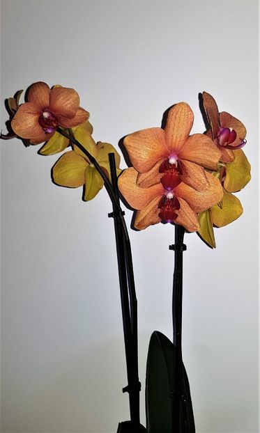  - Phalaenopsis 1