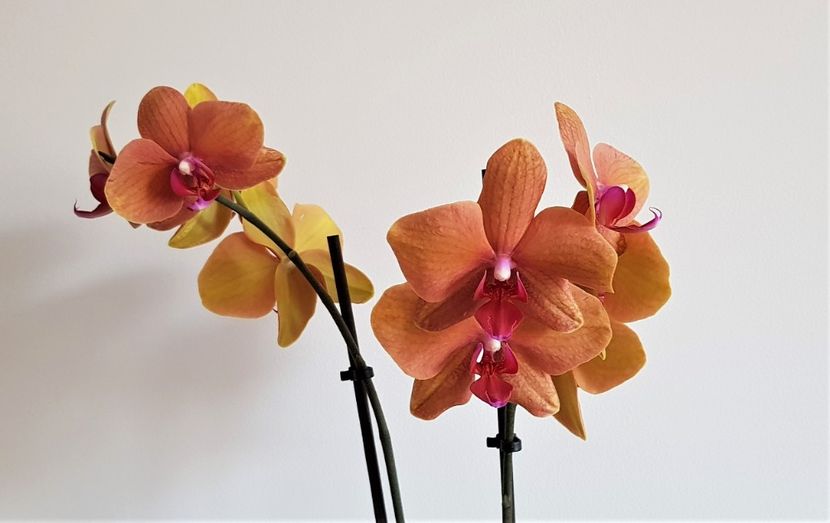  - Phalaenopsis 1