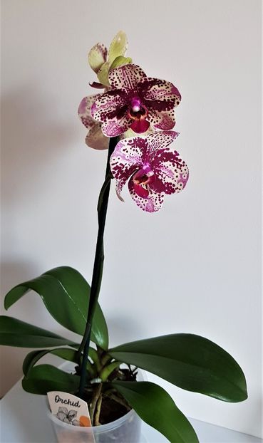  - Phalaenopsis 1
