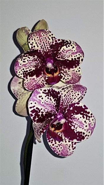 Anthura Frontera - Phalaenopsis 1