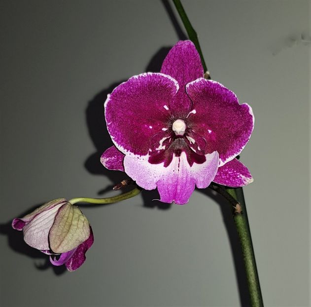 Chia Shing Hot Kiss - Phalaenopsis 1