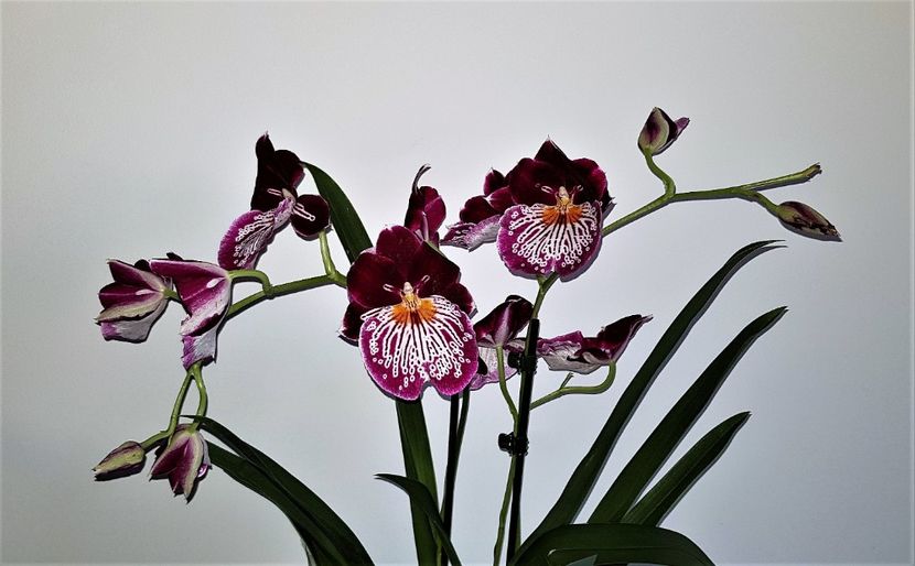  - Miltoniopsis