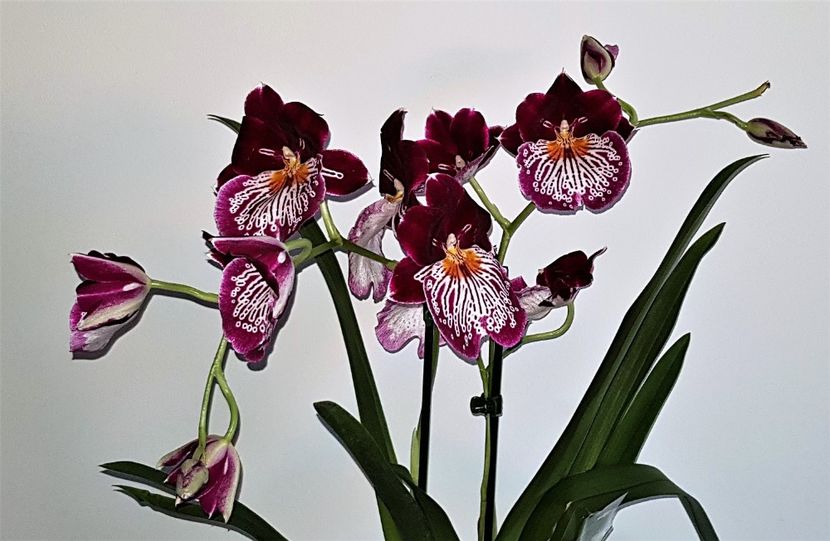  - Miltoniopsis