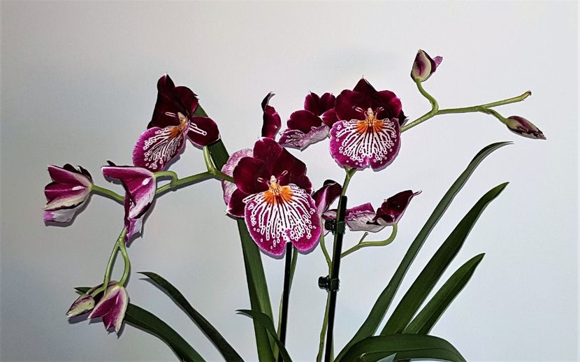 - Miltoniopsis