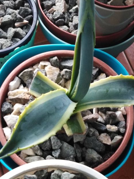 Agave americana L. - suculente si cactusi