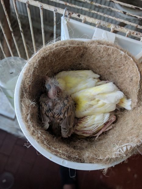  - 00 Canari rasa espaniolitos 2020