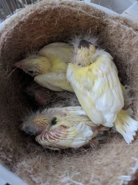  - 00 Canari rasa espaniolitos 2020