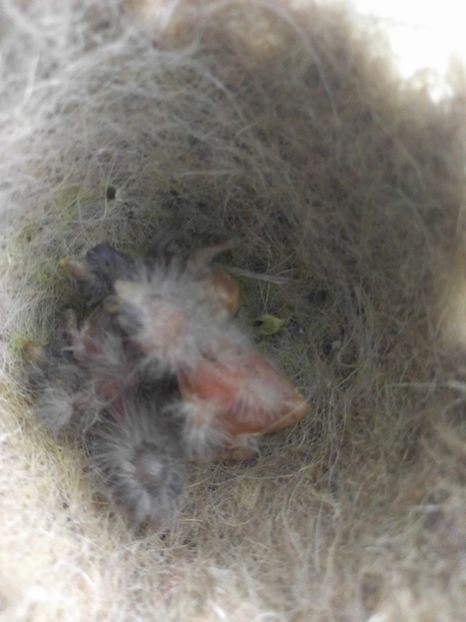  - 00 Canari rasa espaniolitos 2020