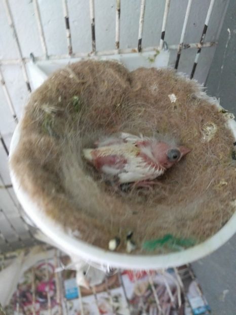  - 00 Canari rasa espaniolitos 2020