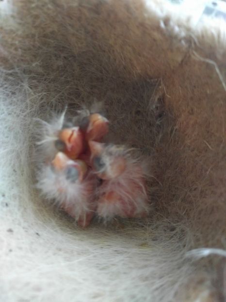  - 00 Canari rasa espaniolitos 2020