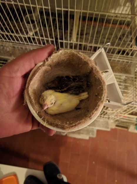  - 00 Canari rasa espaniolitos 2020