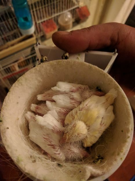  - 00 Canari rasa espaniolitos 2020