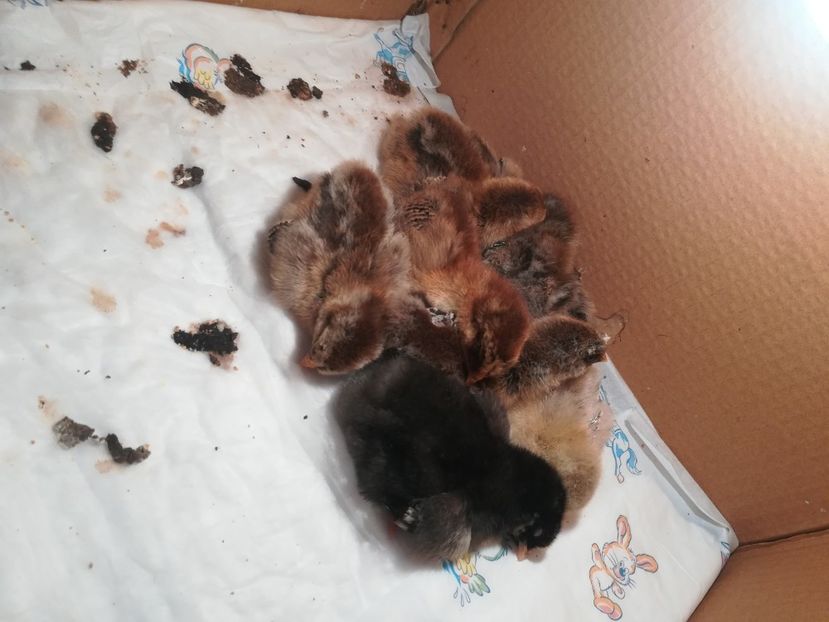  - Pui Wiandotte golden blue Orange 2020