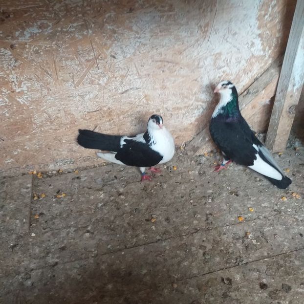  - 1-1 perechi galateni 2019