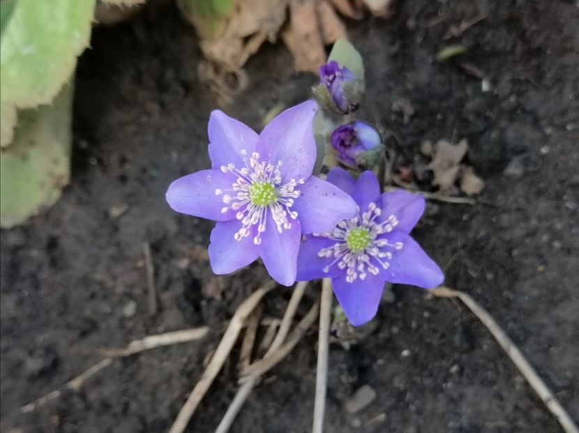 Hepatica nobilis..cu flori mult mai putine - 2020 Ian feb martie aprilie