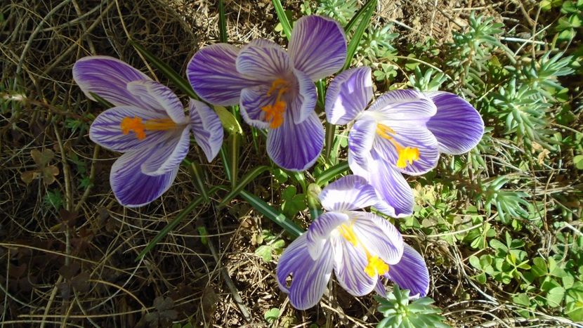 Crocusi - v Iarna 2019-2020