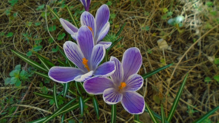 Crocusi - v Iarna 2019-2020