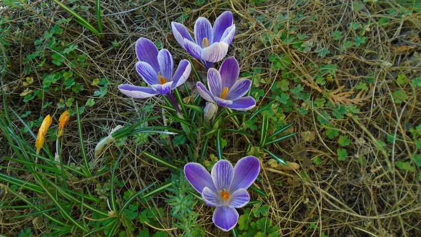 Crocusi - v Iarna 2019-2020