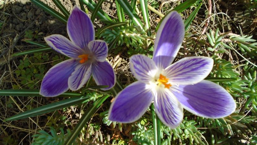 Crocusi - v Iarna 2019-2020