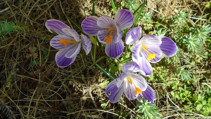 Crocusi - v Iarna 2019-2020