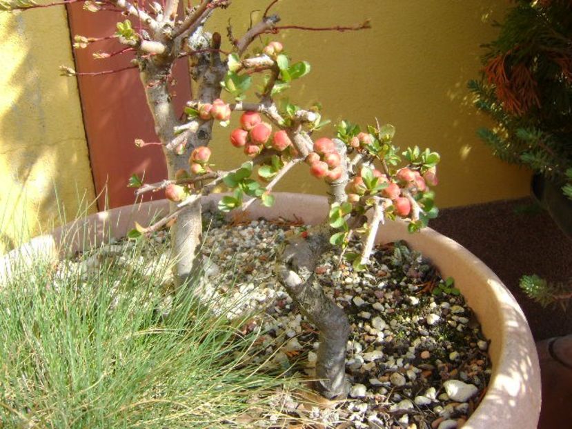 Gutui japonez - Bonsai si prebonsai 2018-2020