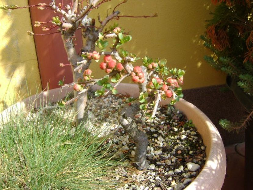 Gutui japonez - Bonsai si prebonsai 2018-2020