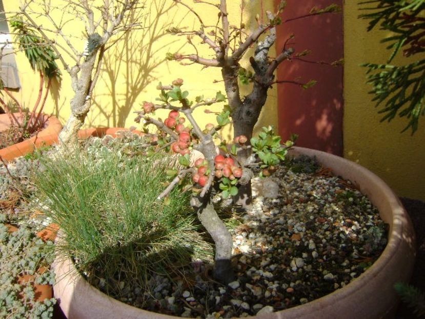 Gutui japonez - Bonsai si prebonsai 2018-2020