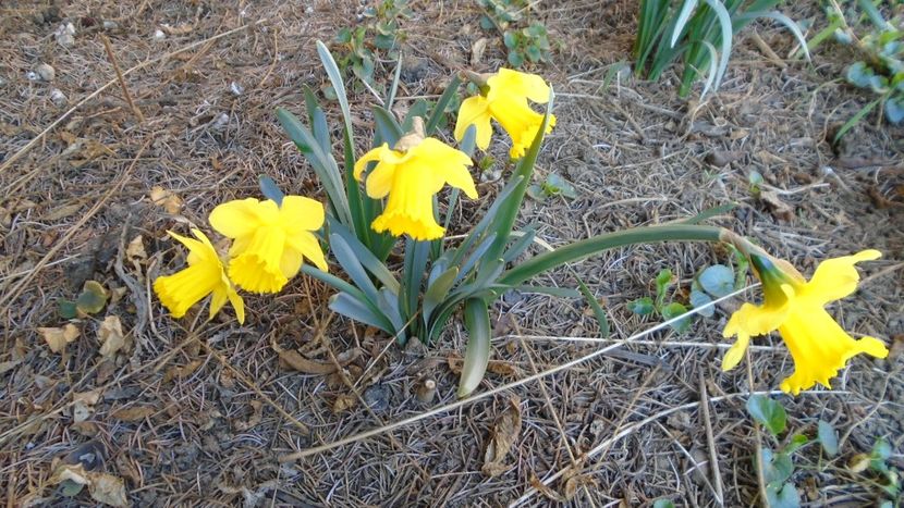 2 mart. 2020: Narcise - Flori in plina iarna