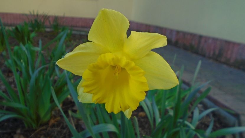 2 mart. 2020: Narcise - Flori in plina iarna