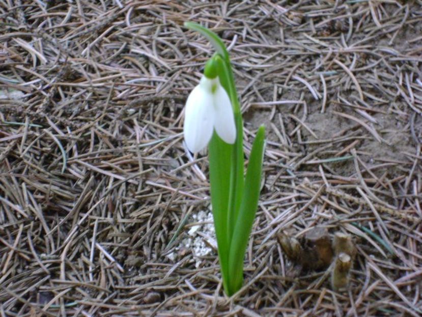8 mart. 2020 - Ghiocelul intarziat si singuratic - Flori in plina iarna