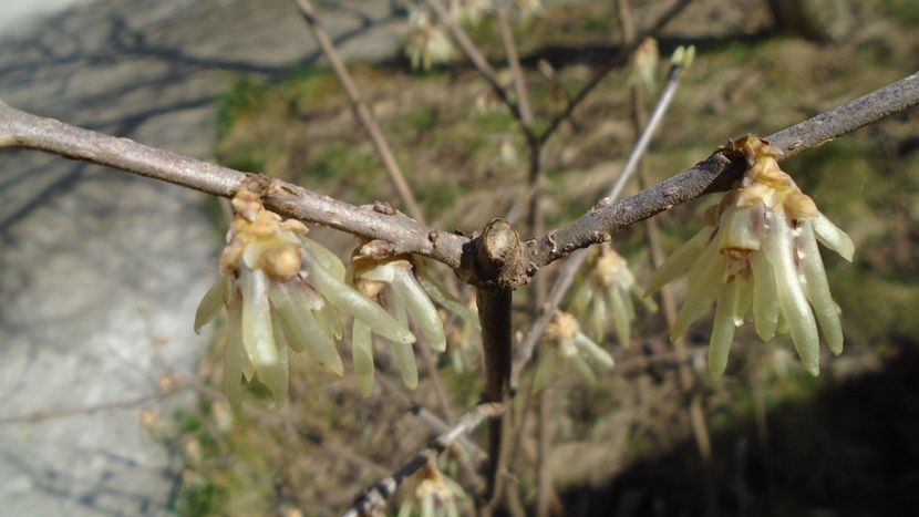 8 mart. 2020: Arbustul zânei (Chimonanthus praecox) - Flori in plina iarna