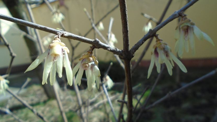 8 mart. 2020: Arbustul zânei (Chimonanthus praecox) - Flori in plina iarna