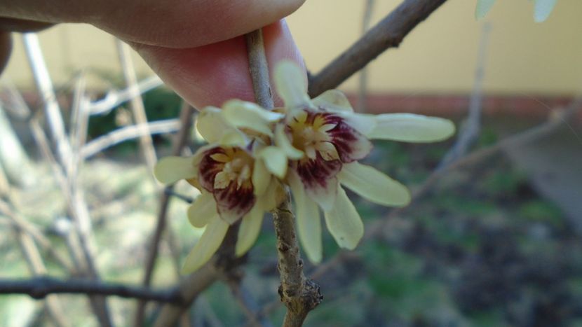 8 mart. 2020: Arbustul zânei (Chimonanthus praecox) - Flori in plina iarna