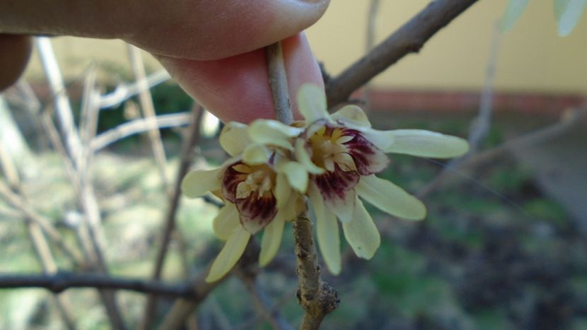 8 mart. 2020: Arbustul zânei (Chimonanthus praecox) - Flori in plina iarna