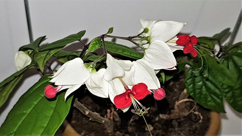  - x Alte plante cu flori