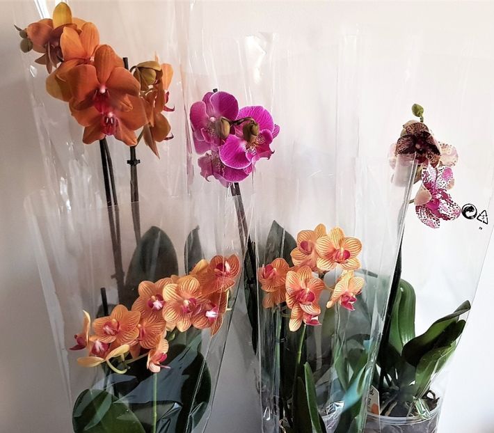  - Phalaenopsis 1