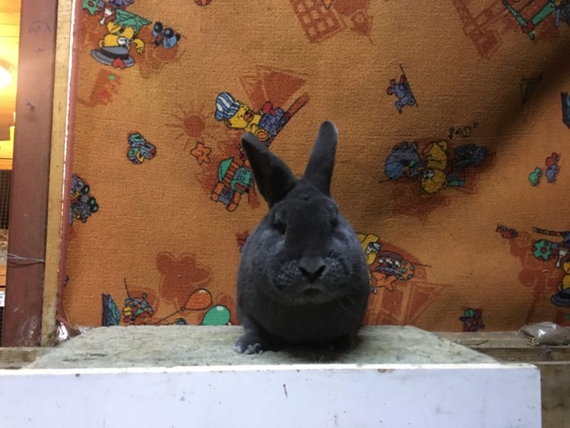 E439E98F-8065-49AA-AD4F-28C762838015 - 14 - Vizita crescătorie Pal Szabo-Ungaria 07-03-2020