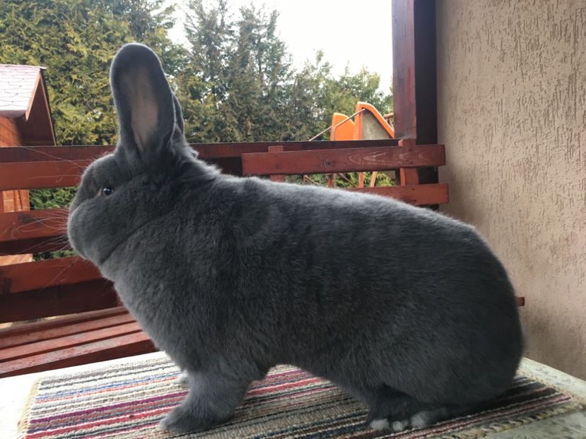 6A9155A9-50E7-4EE3-8FF7-731440A3C8DA - 14 - Vizita crescătorie Pal Szabo-Ungaria 07-03-2020